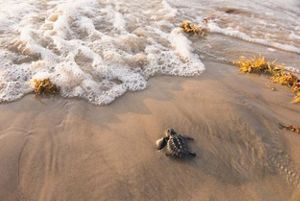 A turtle hatchling heads toward the bubbly surf with a little seaweed.