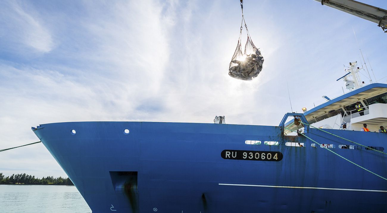 Tuna caught in net hangs above fishing vessel.