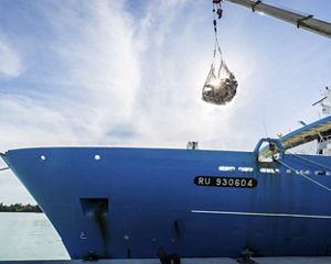 Tuna caught in net hangs above fishing vessel.