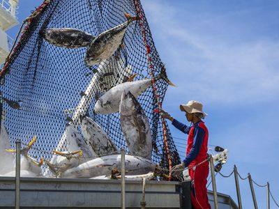 a person unloading yellowfin tuna from a net hanging vertically on a boat.