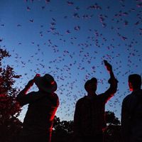 At dusk, several people look up into the sky as thousands of bats emerge from Bracken Bat Cave in San Antonio, Texas. 