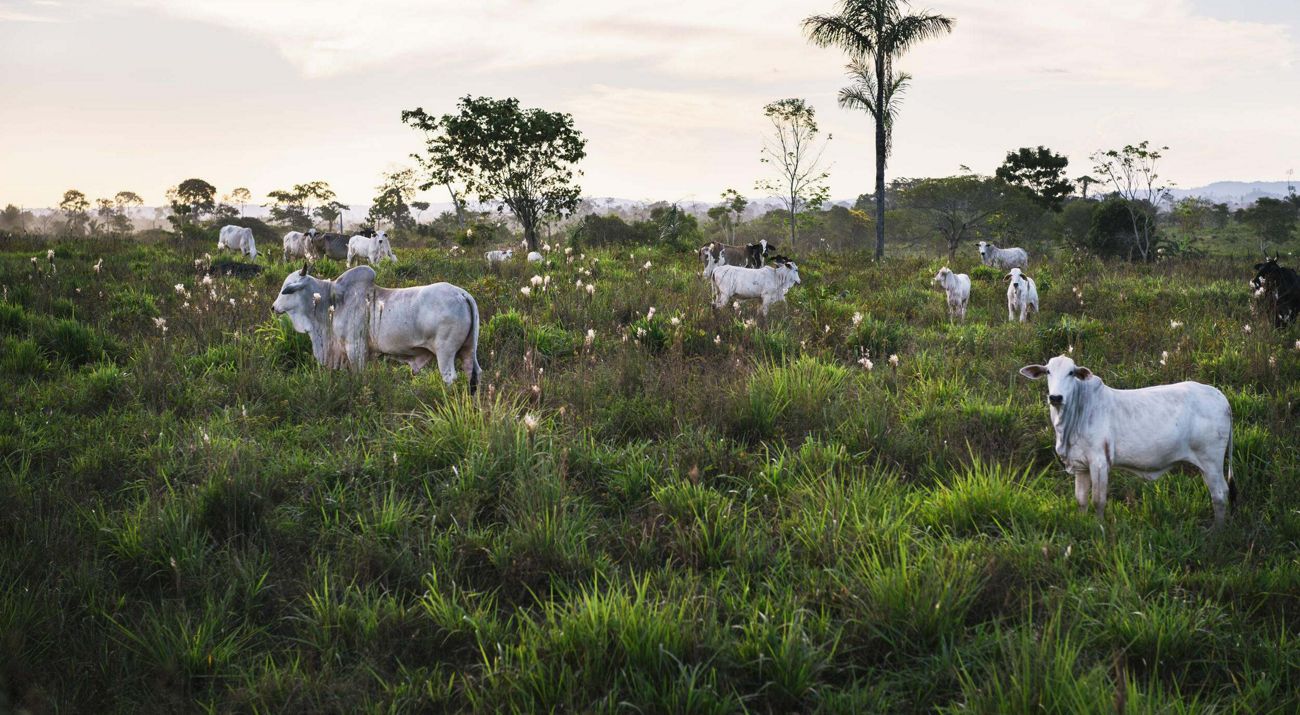A herd of cattle stands and grazes in a field of tall green grasses.