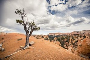 Tree in a red rock canyon with open skies. 