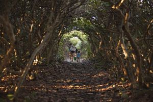 /content/tnc/nature/us/en-us/newsroom/fl-app-adds-green-time-to-screens-at-tnc-preserves