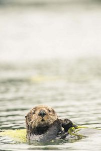 An endangered southern sea otter (Enhydra lutris nereis) rests and grooms in lower Elkhorn Slough, Monterey County, California. 