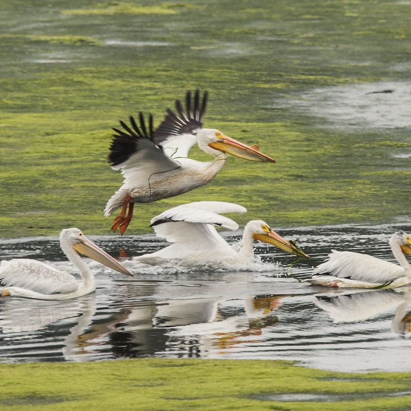 Group of american white pelicans.