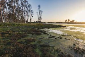 A view of a wetland from ground level. 