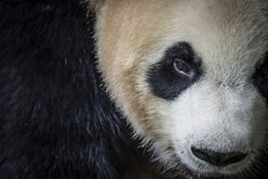 Close-up of a giant panda's face.