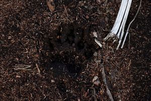A bear track in the woods.