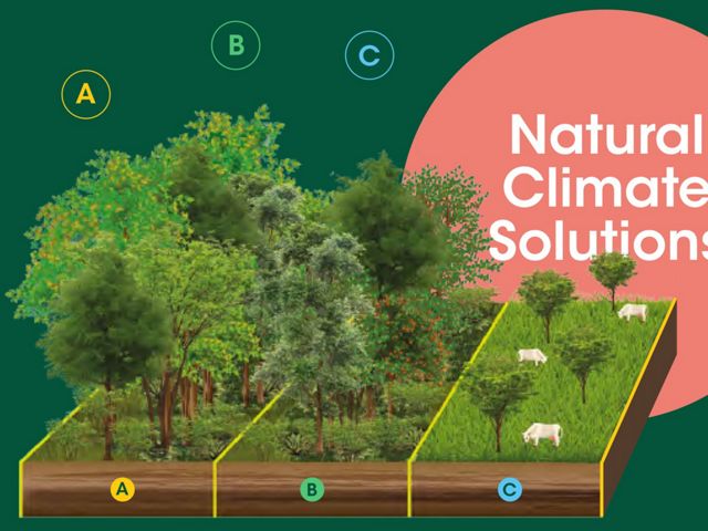 Las NCS de mayor potencial de mitigación en Colombia son la protección de bosque, la restauración de bosque y la siembra de árboles en áreas de pastoreo.