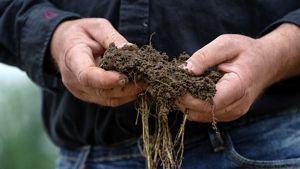 Closeup of two hands holding a clump of dirt, with roots hanging from the bottom.