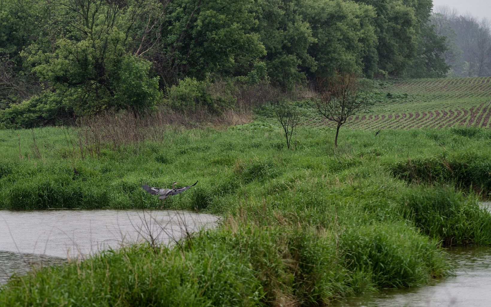 A great blue heron spreads its wings and lands near the edge of a small body of water surrounded by tall green grasses, with a farm field and forest in the background.