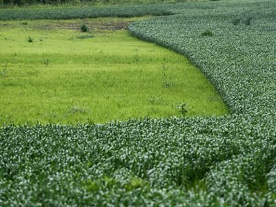 A square of bright green land is surrounded by fields of darker green plants.
