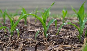 Short green plants covered in dew sprouting up through brown dirt. 