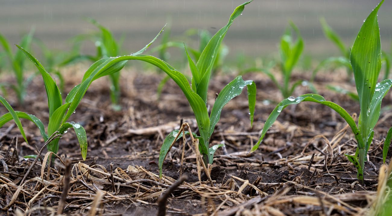Green shoots sprouting through soil.