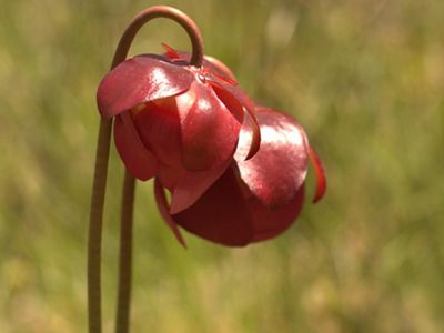 Two red flower buds of the pitcher plant.