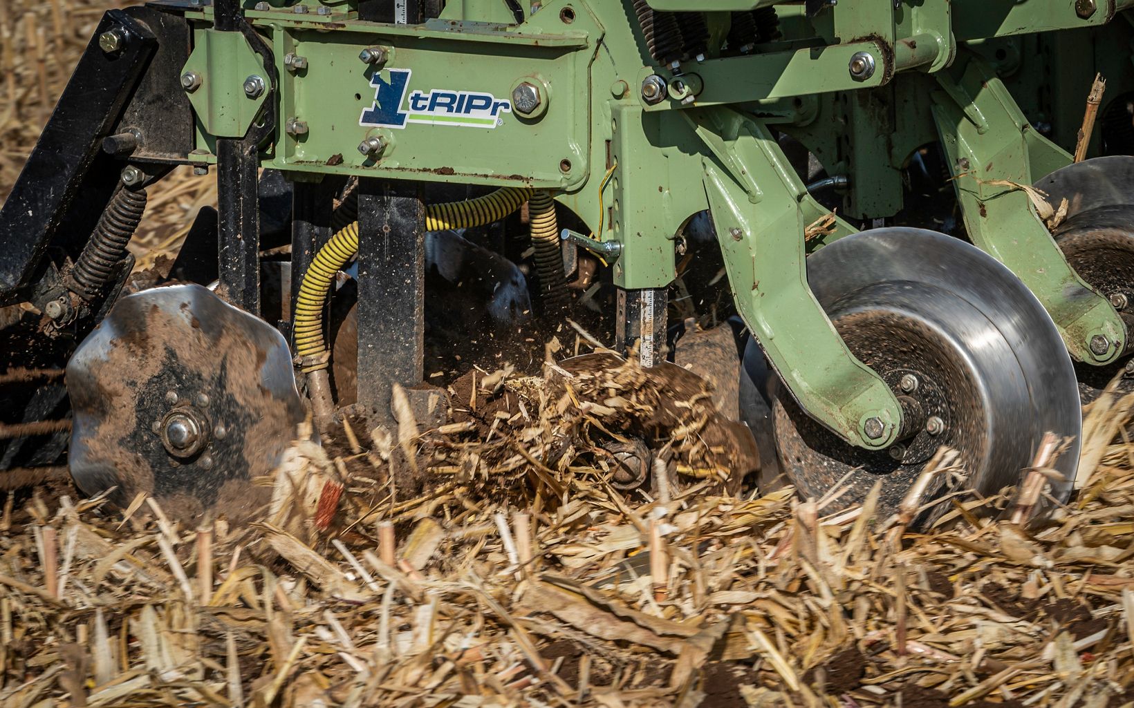 Closeup of the round blades of a green strip tiller working in a cornfield.