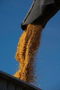 Closeup of corn kernels rushing out of a chute into a bin.
