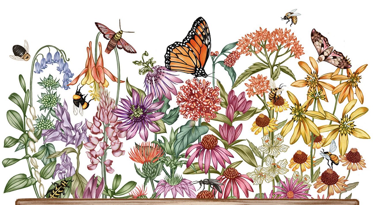 Ilustración de una variedad de flores silvestres en un jardín de polinizadores.