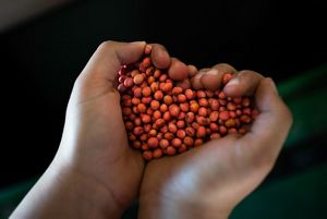 Two child's hands hold a fistful of red soybean seeds; the seeds form a heart shape in the hands.