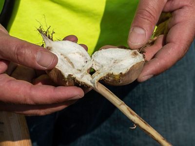Closeup of two hands holding a turnip bulb that has been split open.