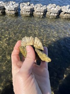 A person holds an oyster shell with small  baby oysters, also called spat.