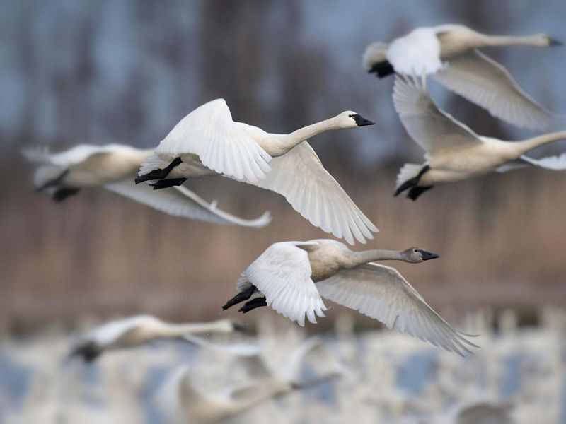 A flock of tundra swans in flight.
