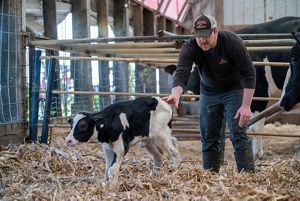 Cody Carpenter stands in a cow stall and helps a newborn black-and-white calf stand.