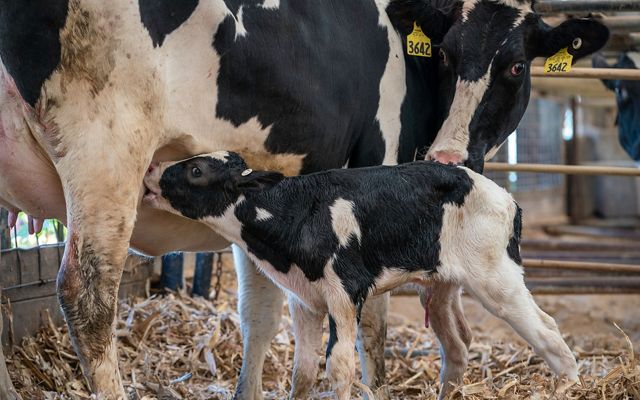 A newborn black-and-white calf nurses from its black-and-white mother in a stall with hay on the floor.
