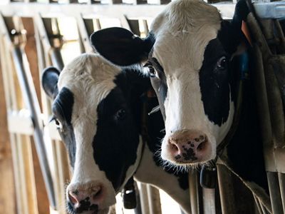 The heads of two black-and-white dairy cows stick out from their milking stalls.