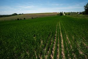  View across a farm field showing rows of short green plants extending into the distance.