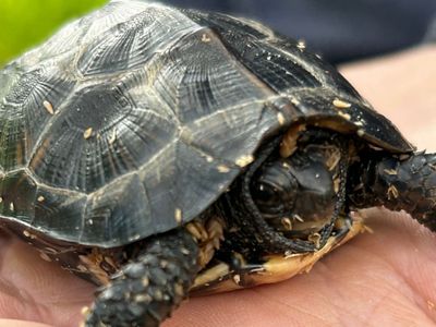 A close up of a baby turtle being released into the wild, restoring wildlife near Helene impacted area.