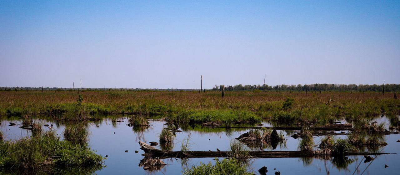 A clear blue sky sits above a flooded wetland area. Grass dots the background and some of the foreground of the marsh.