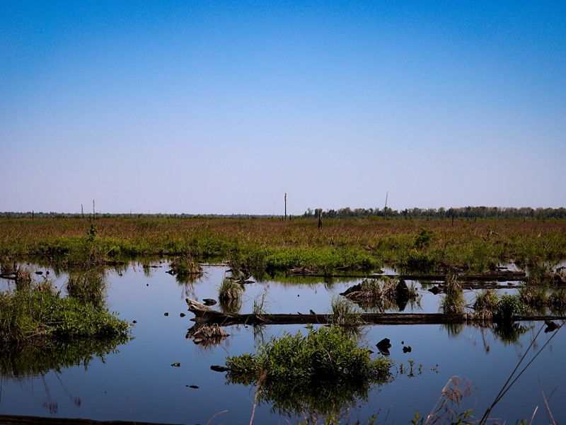 A clear blue sky sits above a flooded wetland area. Grass dots the background and some of the foreground of the marsh.