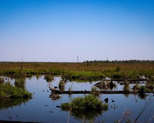 Flooded peat wetland at Great Dismal Swamp.