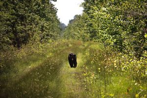 A small black bear walks towards viewer in grassy road.