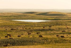 Wide view of cattle grazing in a pasture.