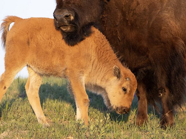 A Bison calf grazes with its mother at the Niobrara Valley Preserve.