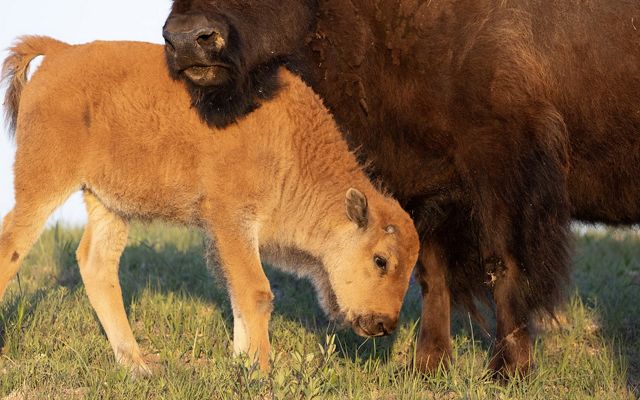 A bison calf and its mother.