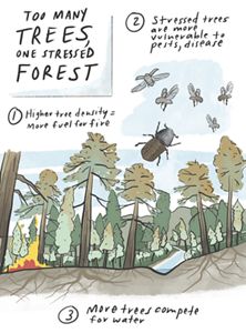 An illustration of a forest.