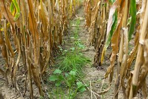 Cover crops between rows of corn.