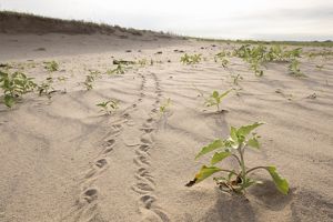 Small box turtle tracks in sand.