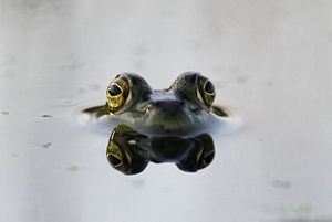 A bullfrog sits in water, looking at the camera, almost fully submerged.