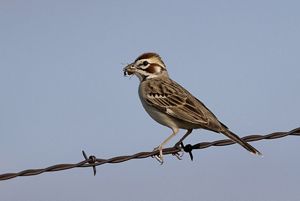 A wide-eyed lark sparrow sits on barbed wire; an insect hangs from its mouth.