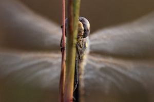 A brown, big eyed insect on a stem, wings fluttering in the background.