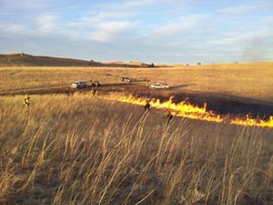 Fire personnel using drip torches in tallgrass