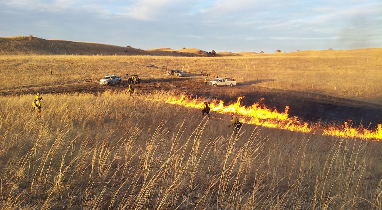 Several firefighters in protective fire gear work on a controlled burn in a vast field of golden grasses.