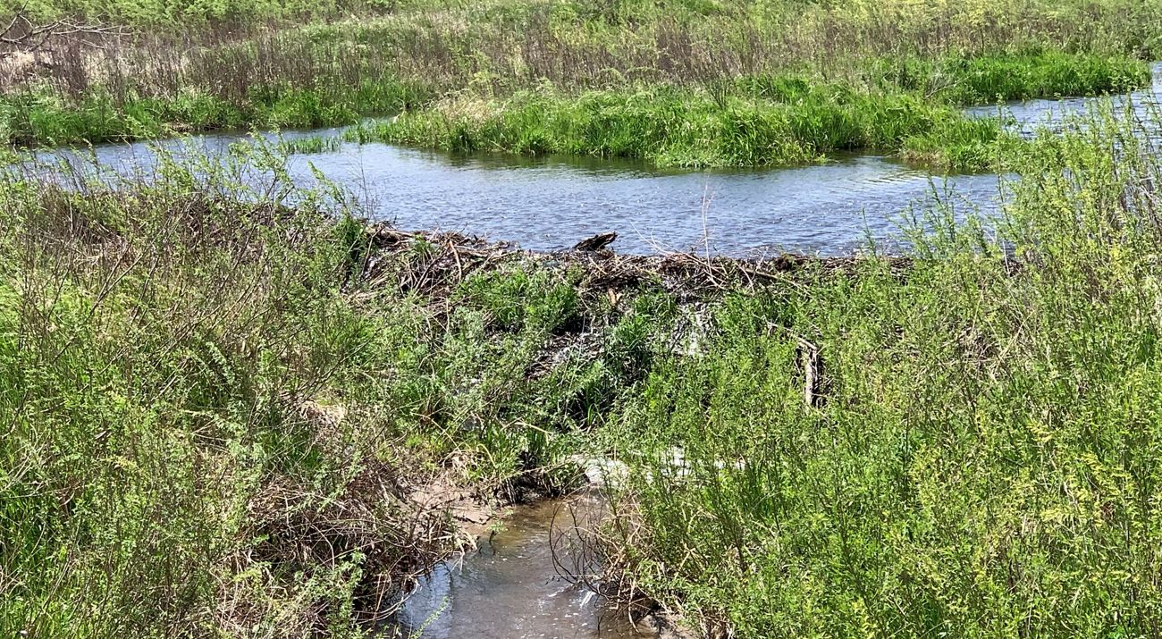 Water flows through a mixed-grass prairie.