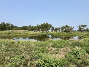 A small body of fresh water flanked by trees and native grasses.