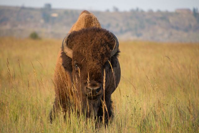 A bison on a Nebraska prairie.